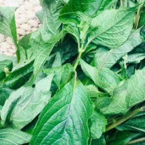 Nchanwu Basil Leaf (scent leaf) (per tie)