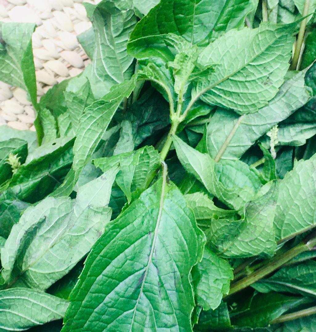 Nchanwu Basil Leaf (scent leaf) (per tie)