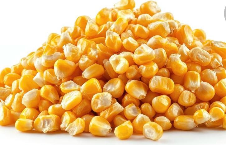 Corn/Maize ( dried )