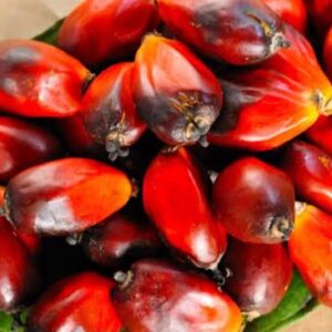Fresh palm Nut (half painter)