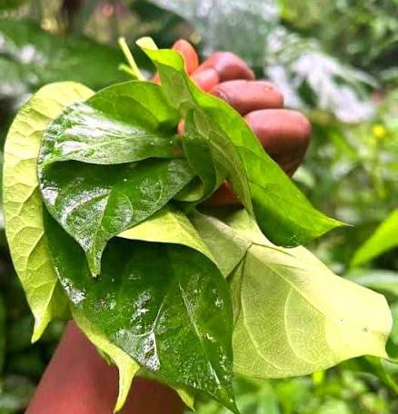 Utazi leaf - Image 3