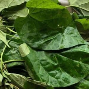 Utazi leaf