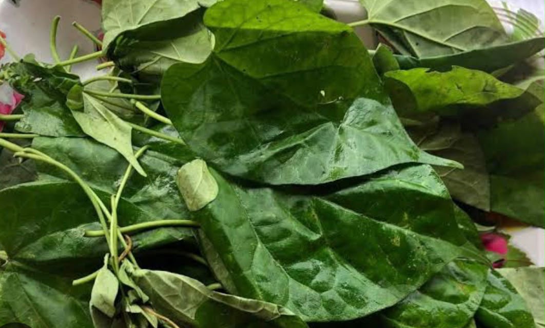 Utazi leaf
