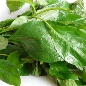 Scent leaf