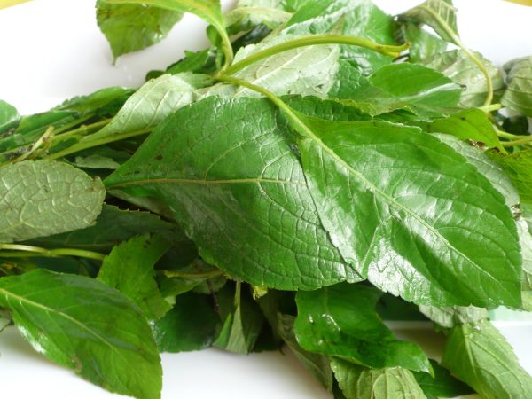 Scent leaf