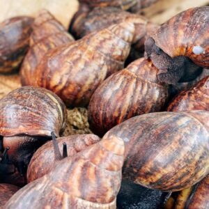 Snail (per kg)