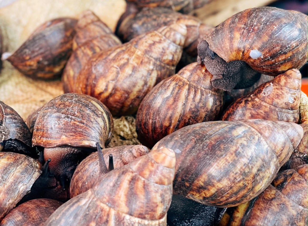 Snail (per kg)