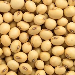 Bambara nut