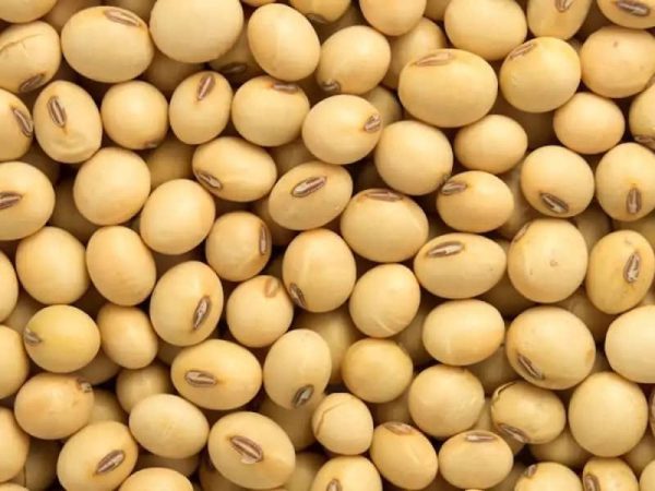 Bambara nut