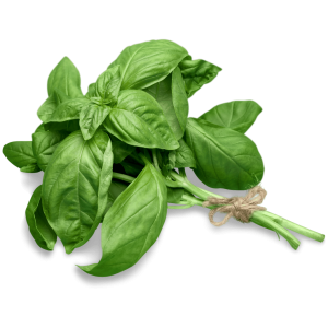Basil