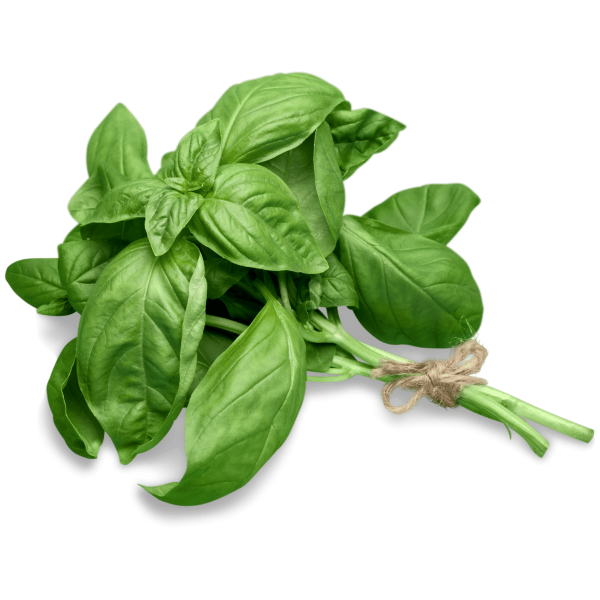 Basil