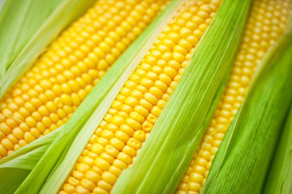 Corn/Maize
