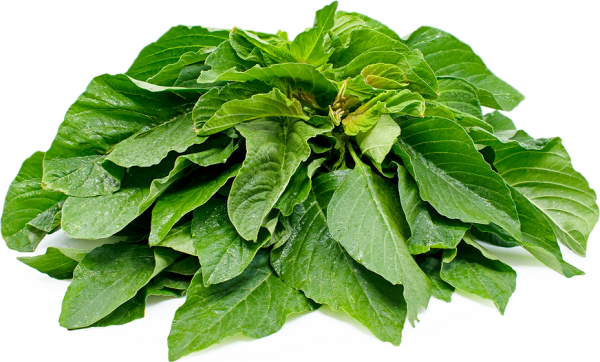 Green Amaranth