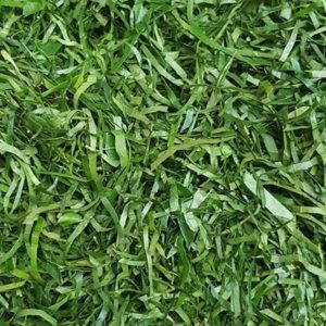 Afang leaf