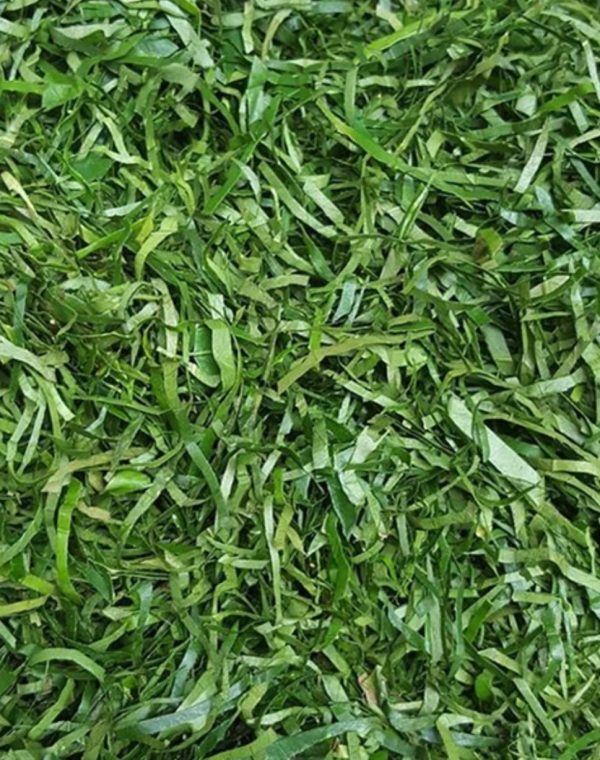 Afang leaf