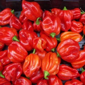 Fresh pepper