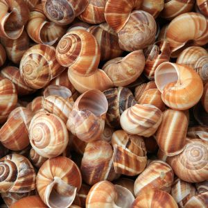 Snail