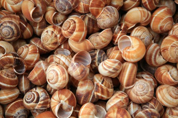 Snail