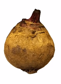 Beetroot (5 pcs )