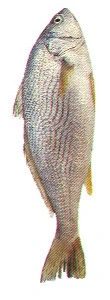 Croaker Frozen (Per kg)