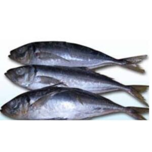 Horse mackerel fish (Per one)