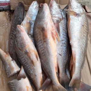 Croaker Frozen (Per kg)