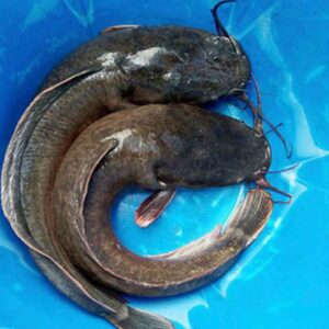 Fresh-Catfish-Cut-Up (Per one)