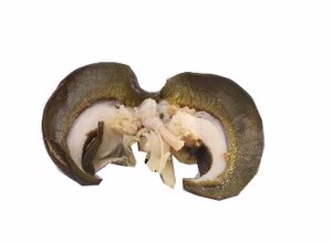 Snail-Medium