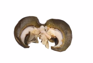 Snail-Medium