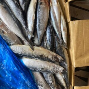 China Titus-Frozen fish (Per one)