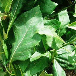 Fresh Bitterleaf (Per head)