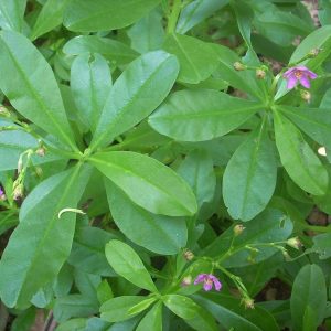 Waterleaf (Per tie)
