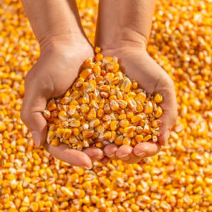 Corn/Maize (per painter)