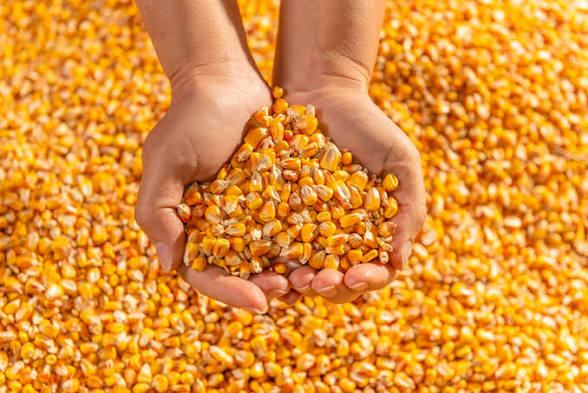 Corn/Maize (per painter)