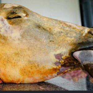Cow-Head
