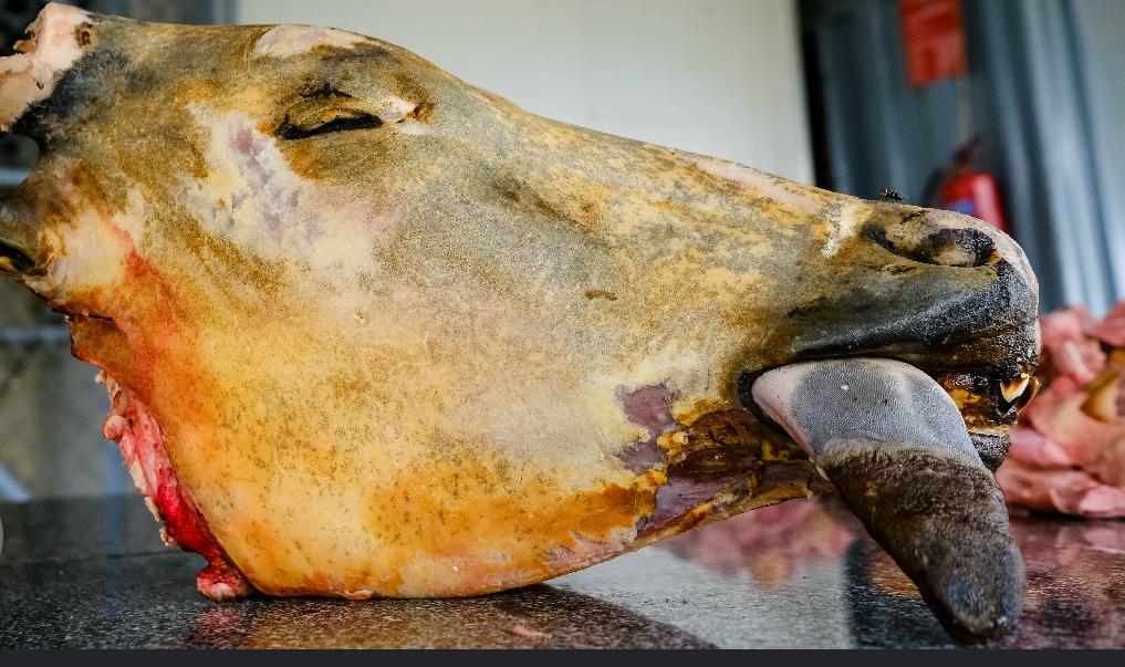 Cow-Head