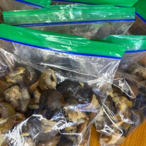 Pack of 15 pcs of Snail ( washed and cleaned)
