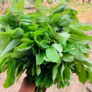Oha leaf