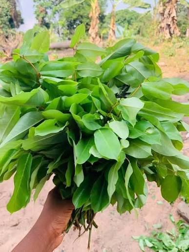 Oha leaf