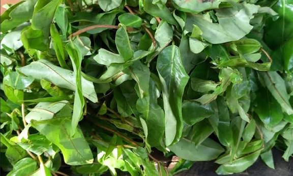 Oha leaf - Image 2