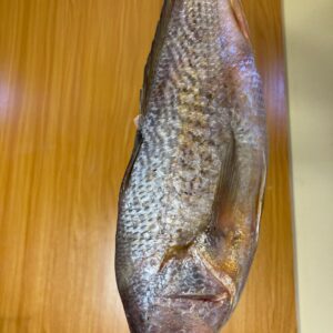 Big Croaker fish (5 left)