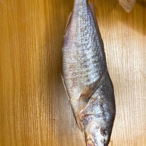 Small Croaker fish