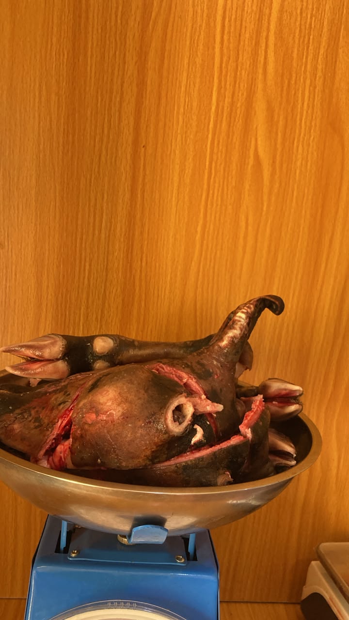 Goat Head and Legs